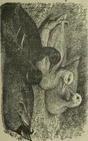 An illustration from The Canadian farm annual for 1880 published in Connection with the Weekly Mail (1880)