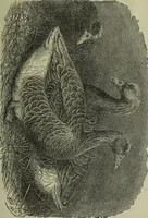 An illustration from The Canadian farm annual for 1880 published in Connection with the Weekly Mail (1880)