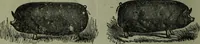 Picture 115 of 124 from The Canadian farm annual for 1880 published in Connection with the Weekly Mail (1880), leaf 93