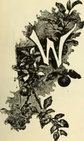 An illustration from Canadian jeweller 1890 (1890)