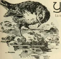 An illustration from Canadian jeweller 1890 (1890)