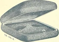 Picture 55 of 303 from Canadian jeweller 1900 (1900), leaf 81