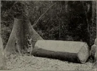 An illustration from Canadian wood products industries (1913)