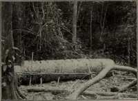 An illustration from Canadian wood products industries (1913)