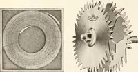 An illustration from Canadian wood products industries (1915)