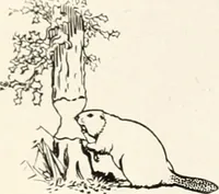 An illustration from Canadian wood products industries (1916)
