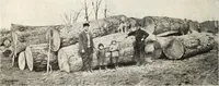 Picture 117 of 571 from Canadian wood products industries (1916), leaf 139