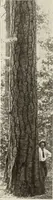 An illustration from Canadian wood products industries (1916)
