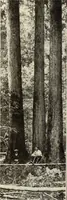 An illustration from Canadian wood products industries (1916)