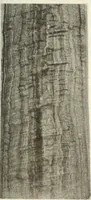 An illustration from Canadian wood products industries (1916)