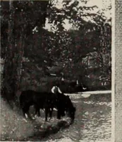 Picture 467 of 483 from Canadian printer & publisher (1913), leaf 952