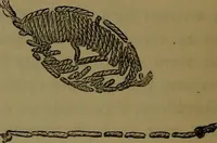 An illustration from Cantor lectures on the arts of tapestry making and embroidery ... delivered before the Society, April 5th, 12th and 19th, 1886 (1886)