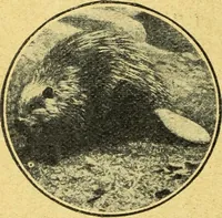 An illustration from Caras y caretas (1898)
