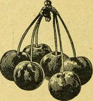 Picture 227 of 2557 from Caras y caretas (1898), leaf 119
