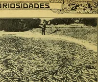 An illustration from Caras y caretas (1898)