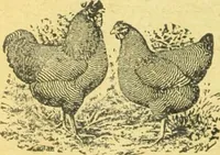 An illustration from Caras y caretas (1898)