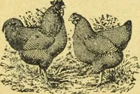 An illustration from Caras y caretas (1898)