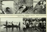 Picture 470 of 2557 from Caras y caretas (1898), leaf 235