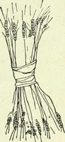 An illustration from Caras y caretas (1898)