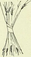 An illustration from Caras y caretas (1898)