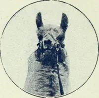 An illustration from Caras y caretas (1898)