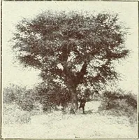 An illustration from Caras y caretas (1898)