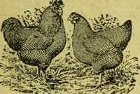 An illustration from Caras y caretas (1898)