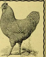 An illustration from Caras y caretas (1898)