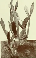 An illustration from Caras y caretas (1898)