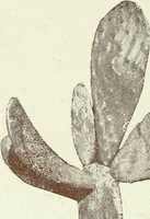 An illustration from Caras y caretas (1898)