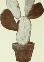 An illustration from Caras y caretas (1898)