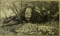 An illustration from Caras y caretas (1898)