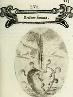Picture 95 of 161 from Cardiomorpheoseos sive ex corde desumpta emblemata sacra (1645), leaf 124