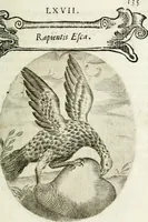 Picture 111 of 161 from Cardiomorpheoseos sive ex corde desumpta emblemata sacra (1645), leaf 146