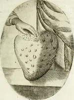 Picture 132 of 161 from Cardiomorpheoseos sive ex corde desumpta emblemata sacra (1645), leaf 176