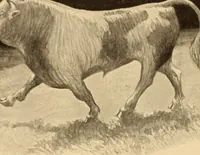 An illustration from Caricature. ed 1908 (1908)