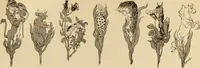 Picture 435 of 454 from Caricature. ed 1908 (1908), leaf 208