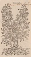 An illustration from Caroli ClusI Atrebatis, Impp. Caess. Augg. Maximiliani II, Rudolphi II aulae quondam familiaris, Rariorum plantarum historia : quae accesserint, proxima pagina docebit (1601)