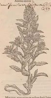 An illustration from Caroli ClusI Atrebatis, Impp. Caess. Augg. Maximiliani II, Rudolphi II aulae quondam familiaris, Rariorum plantarum historia : quae accesserint, proxima pagina docebit (1601)