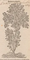 An illustration from Caroli ClusI Atrebatis, Impp. Caess. Augg. Maximiliani II, Rudolphi II aulae quondam familiaris, Rariorum plantarum historia : quae accesserint, proxima pagina docebit (1601)