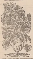 An illustration from Caroli ClusI Atrebatis, Impp. Caess. Augg. Maximiliani II, Rudolphi II aulae quondam familiaris, Rariorum plantarum historia : quae accesserint, proxima pagina docebit (1601)