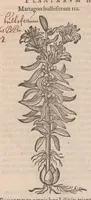 An illustration from Caroli ClusI Atrebatis, Impp. Caess. Augg. Maximiliani II, Rudolphi II aulae quondam familiaris, Rariorum plantarum historia : quae accesserint, proxima pagina docebit (1601)