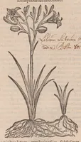 An illustration from Caroli ClusI Atrebatis, Impp. Caess. Augg. Maximiliani II, Rudolphi II aulae quondam familiaris, Rariorum plantarum historia : quae accesserint, proxima pagina docebit (1601)