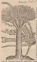 An illustration from Caroli ClusI Atrebatis, Impp. Caess. Augg. Maximiliani II, Rudolphi II aulae quondam familiaris, Rariorum plantarum historia : quae accesserint, proxima pagina docebit (1601)
