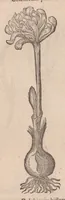 An illustration from Caroli ClusI Atrebatis, Impp. Caess. Augg. Maximiliani II, Rudolphi II aulae quondam familiaris, Rariorum plantarum historia : quae accesserint, proxima pagina docebit (1601)