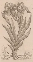 An illustration from Caroli ClusI Atrebatis, Impp. Caess. Augg. Maximiliani II, Rudolphi II aulae quondam familiaris, Rariorum plantarum historia : quae accesserint, proxima pagina docebit (1601)