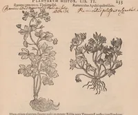 An illustration from Caroli ClusI Atrebatis, Impp. Caess. Augg. Maximiliani II, Rudolphi II aulae quondam familiaris, Rariorum plantarum historia : quae accesserint, proxima pagina docebit (1601)