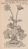 An illustration from Caroli ClusI Atrebatis, Impp. Caess. Augg. Maximiliani II, Rudolphi II aulae quondam familiaris, Rariorum plantarum historia : quae accesserint, proxima pagina docebit (1601)