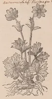 An illustration from Caroli ClusI Atrebatis, Impp. Caess. Augg. Maximiliani II, Rudolphi II aulae quondam familiaris, Rariorum plantarum historia : quae accesserint, proxima pagina docebit (1601)