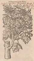 Picture 2 of 56 from Caroli ClusI Atrebatis, Impp. Caess. Augg. Maximiliani II, Rudolphi II aulae quondam familiaris, Rariorum plantarum historia : quae accesserint, proxima pagina docebit (1601), leaf 28
